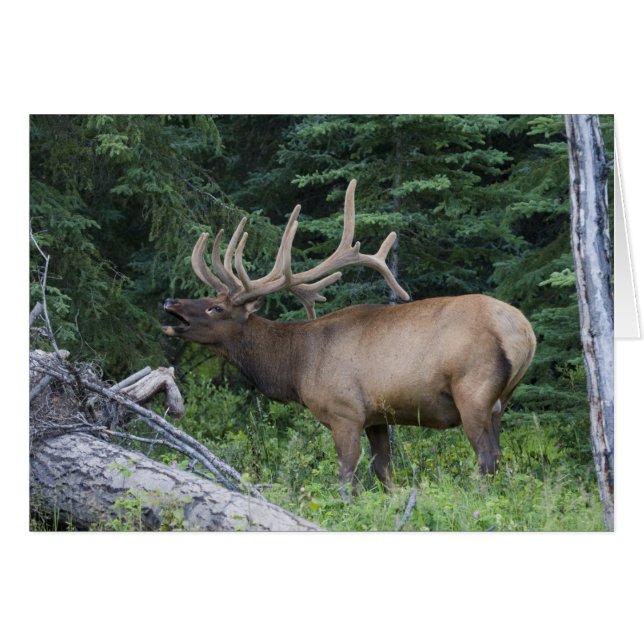 Cartão Alce bramando no Parque Nacional Banff, Canadá. (Frente Horizontal)