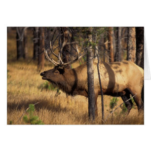 Cartão alce, Cervus elaphus, touro toca a corneta em uma