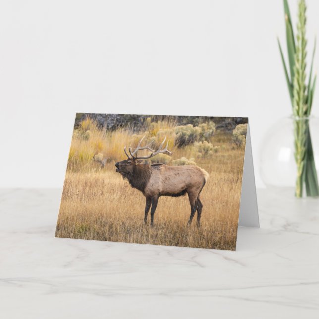 Cartão Alce macho | Parque Nacional de Yellowstone (Frente)