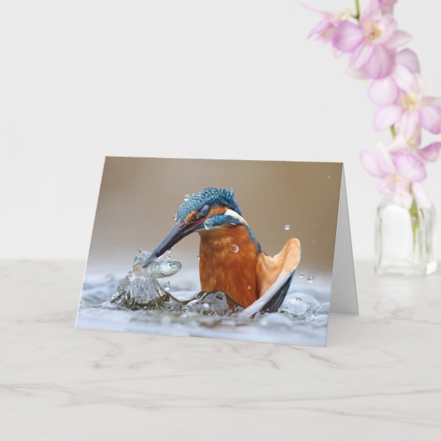 Cartão Alcedo Atthis Kingfisher Caça Água Luca Casale (Orquídea)