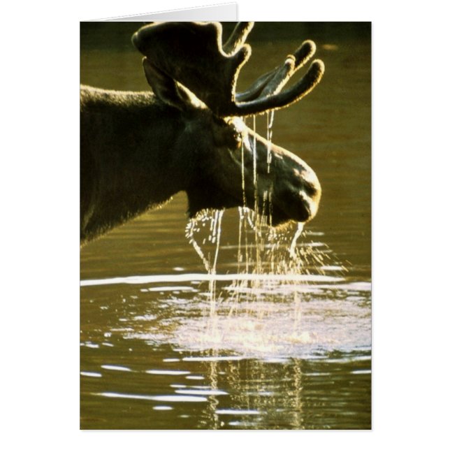 Cartão Alces (Frente)