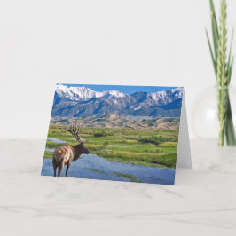 Cartão Alces das montanhas rochosas de Colorado
