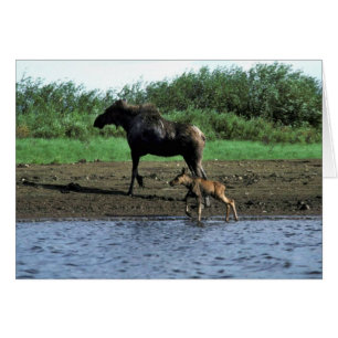 Cartão Alces e vitela