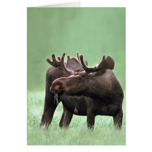 Cartão Alces no parque nacional de Yellowstone (Frente)