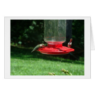 Cartão Alegria dos colibris