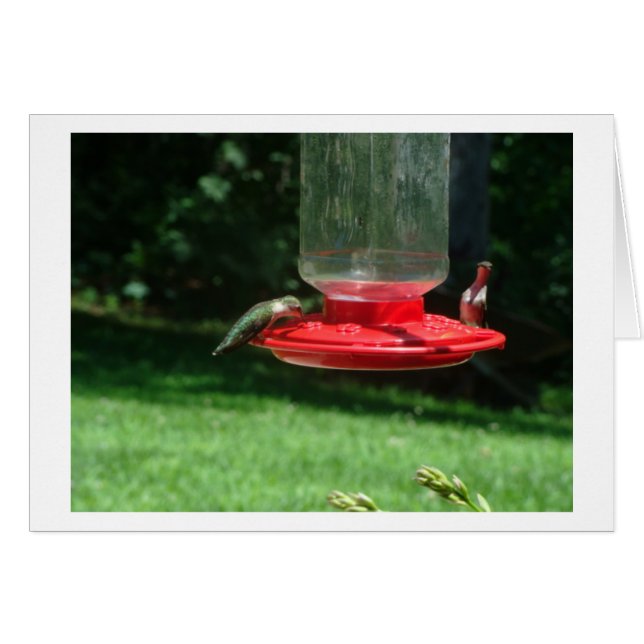Cartão Alegria dos colibris (Frente Horizontal)