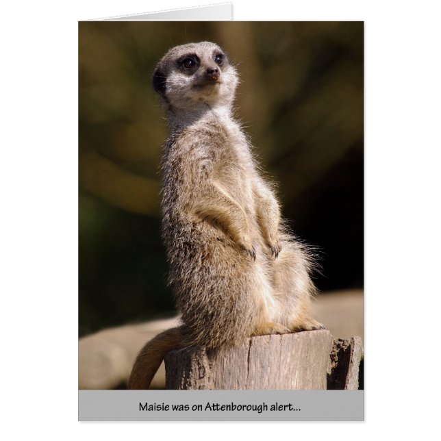 Cartão Alerta do Atenborough Meerkat (Frente)