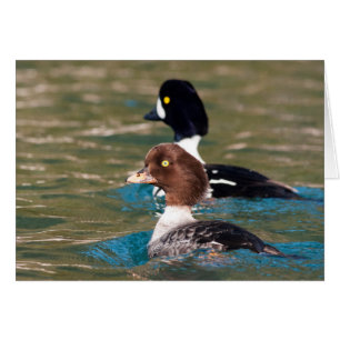 Cartão Alerta Goldeneye