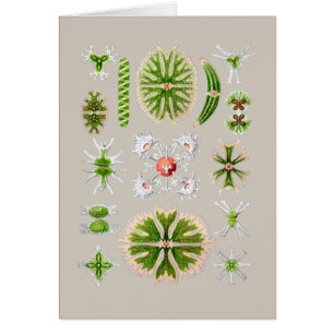 Cartão Algas