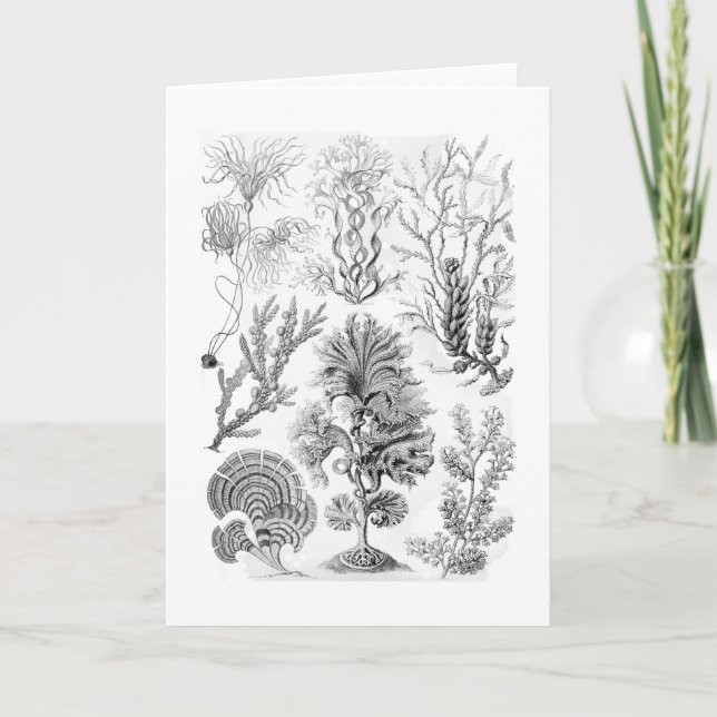 Cartão Algas de Brown (Frente)