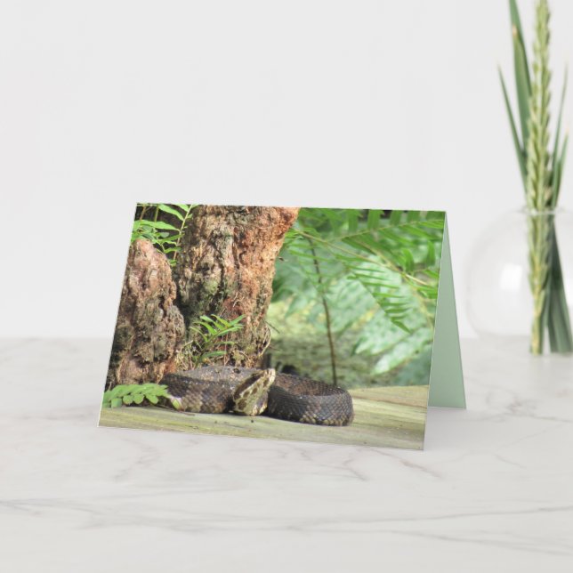 Cartão Algodão/Cobra de Mocassina Água (Frente)