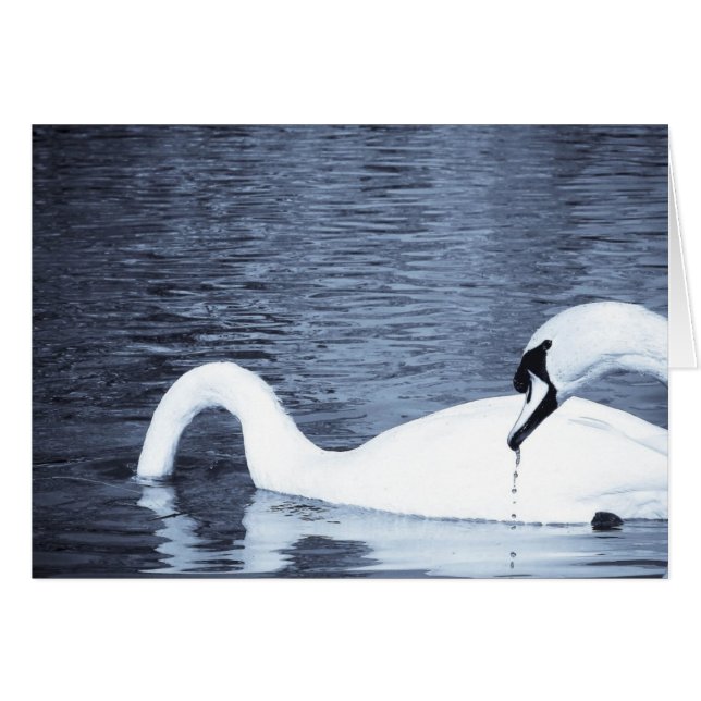 Cartão Alimentação de Cisnes (Frente Horizontal)