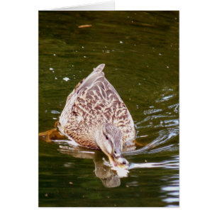 Cartão Alimentação de Pato Cortado