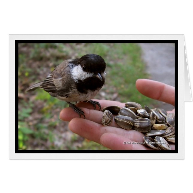 Cartão Alimentando As Aves (Frente Horizontal)