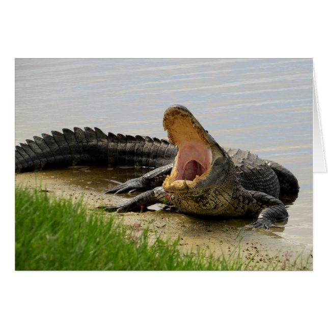 Cartão Alligator Face a face com você (Frente Horizontal)