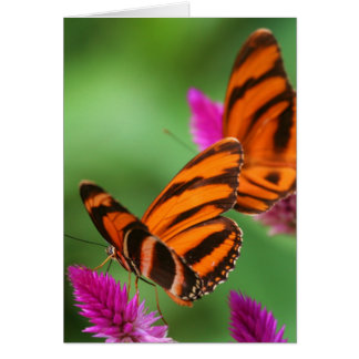 Cartão Almoço para dois