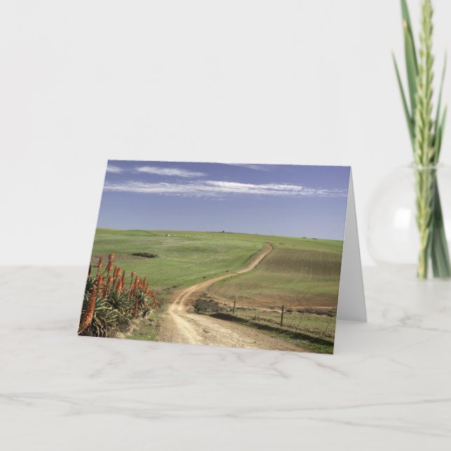 Cartão Aloas floridas perto de Caledon, Cabo Ocidental (Frente)