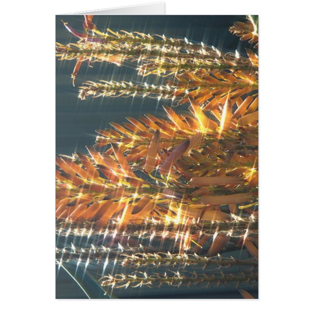 Cartão Aloe Flowering (Frente)