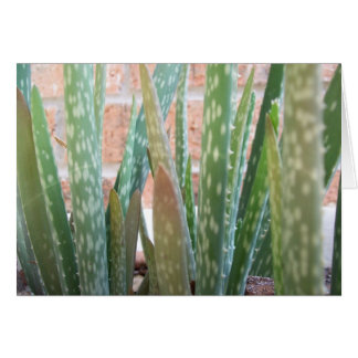 Cartão Aloe Forest