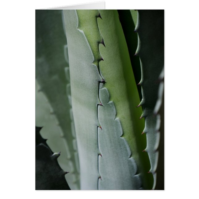 Cartão Aloe - Foto Macro Fine Art (Frente)