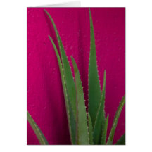 Aloe Rosa - Arte - Aloe Vera contra rosa