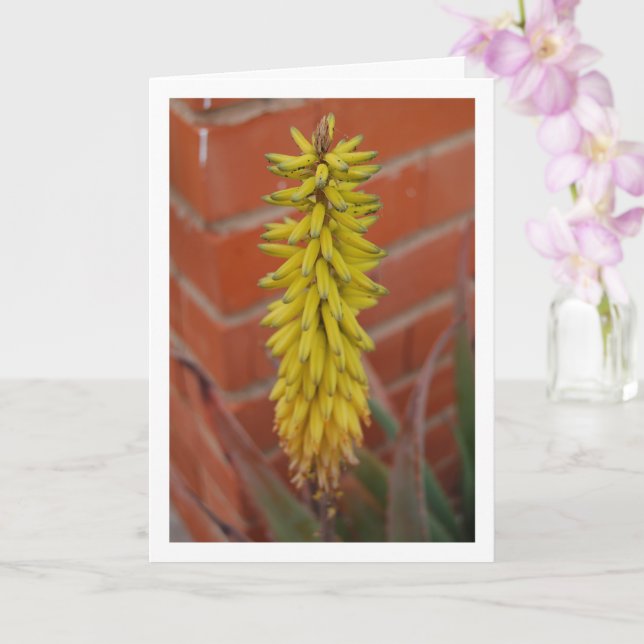 Cartão Aloe Vera Plant com Flor Head (Orquídea)