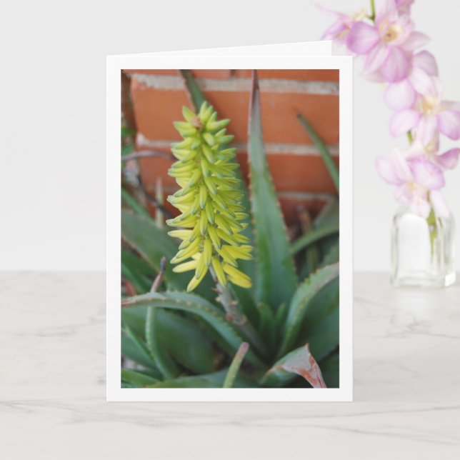 Cartão Aloe Vera Plant com Flor Head (Orquídea)
