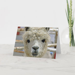 Cartão Alpaca Adorável