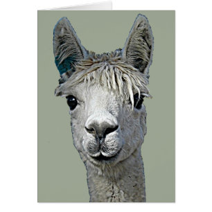 Cartão Alpaca adorável