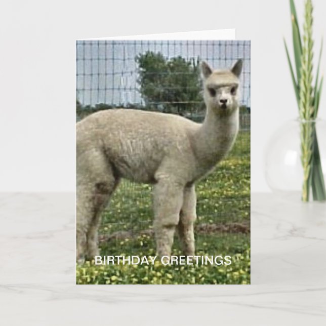 Cartão Alpaca Birthday (Frente)