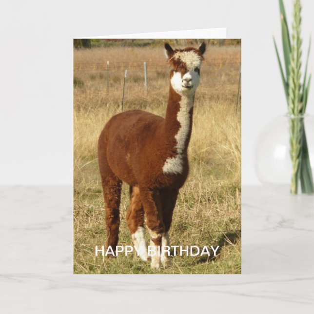Cartão Alpaca Birthday (Frente)