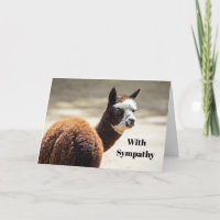 Alpaca Brown e White Animal Photo Sympathy