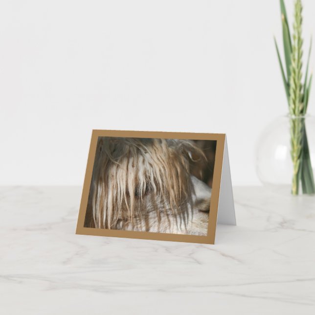 Cartão Alpaca Close-Up - Card (Frente)