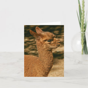 Cartão Alpaca Cria (Bebê) - "Surpresa do Papa"
