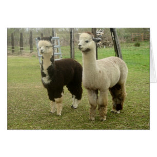 Cartão Alpaca Duo