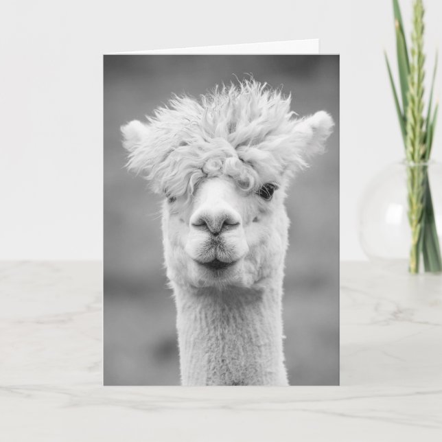 Cartão Alpaca em preto e branco, Aniversário (Frente)