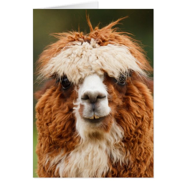 Cartão Alpaca engraçada com dentes grandes (Frente)