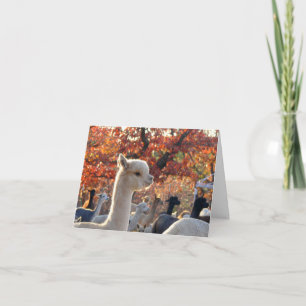 Cartão Alpaca Note Cards Elisabetta