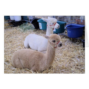 Cartão alpacas