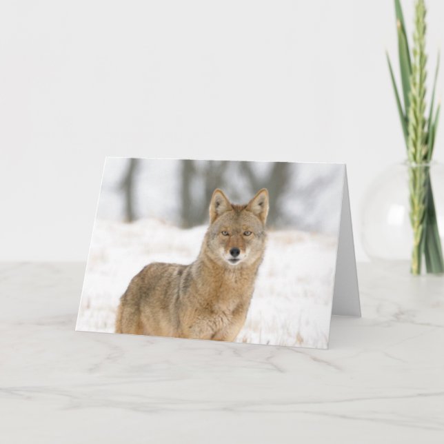 Cartão Alpha Male Coyote (Frente)