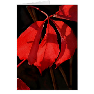 Cartão Alterra Vines