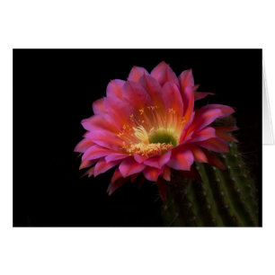 Cartão Aluguel de Cactus