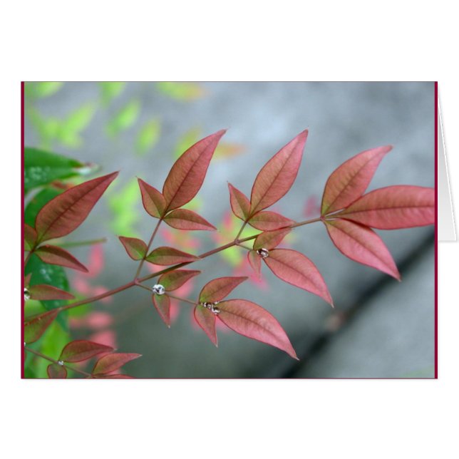 Cartão Amanhecer do verão indiano (Frente Horizontal)