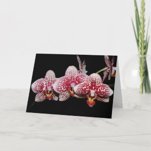 Cartão Amantes da orquídea bem escolhidos