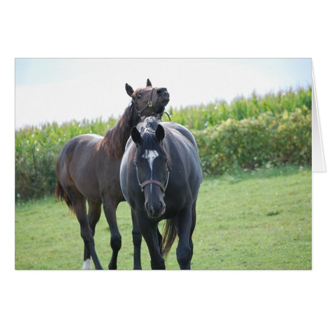 Cartão Amantes de Cavalo (Frente Horizontal)