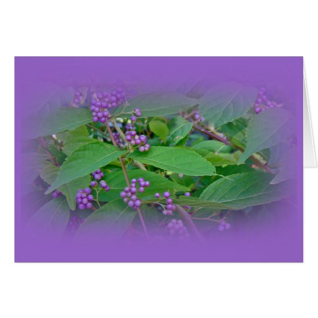 Cartão Amarela Americana (americana Callicarpa) (Frente Horizontal)