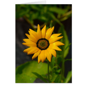 Cartão Amarelo Africano Daisy