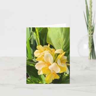 Cartão Amarelo Canna Lily Em Uma Foto De Jardim