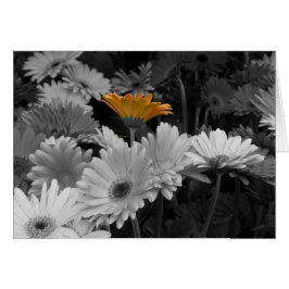 Cartão amarelo da margarida