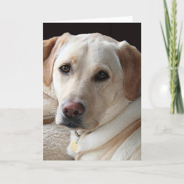 Cartão amarelo de labrador retriever